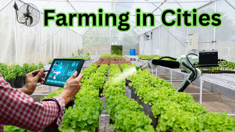 Why Farming in Cities is the Future