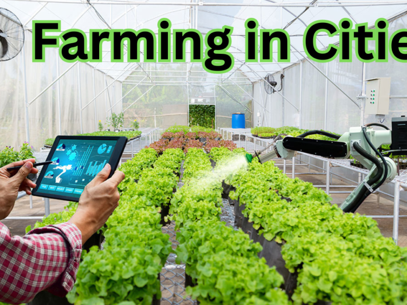 Why Farming in Cities is the Future